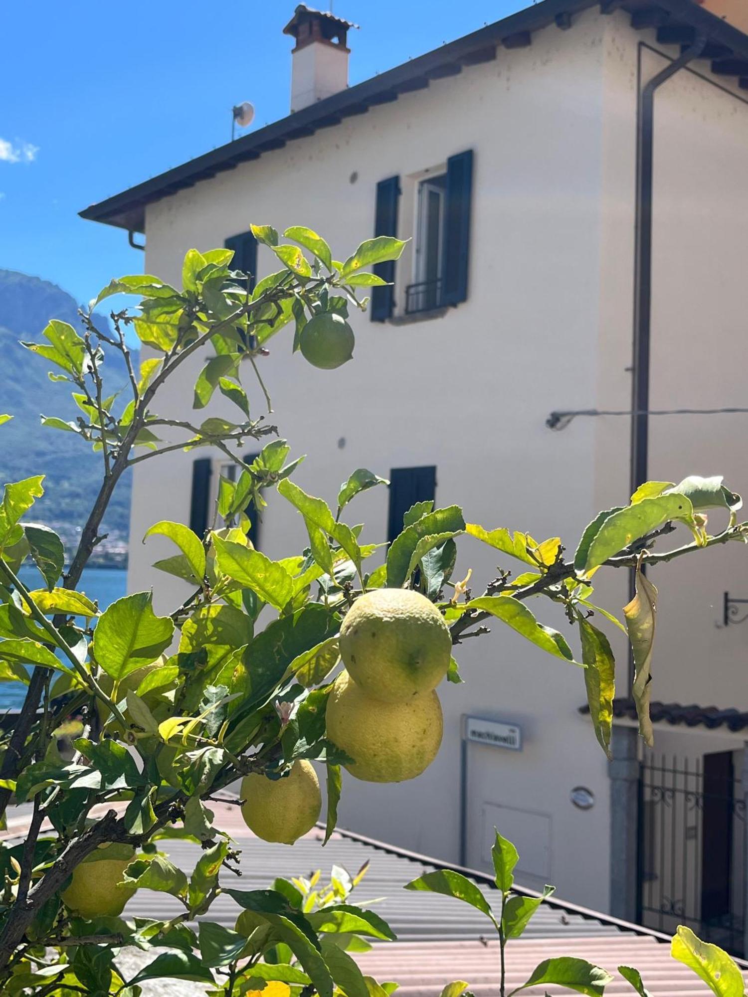 Domus Graziana - Lake Front Oliveto Lario Eksteriør billede